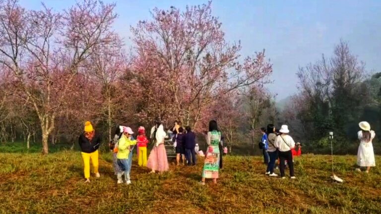 เที่ยวภูลมโลคึกคัก ชมซากุระบาน 