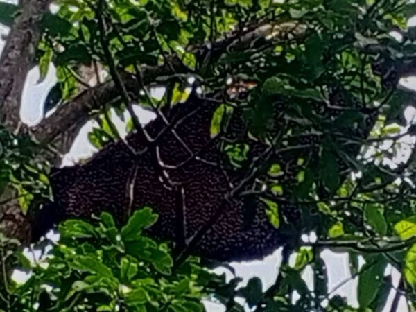 ผึ้งหลวงดุรุมต่อยชาวบ้านเจ็บ 3 ราย