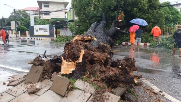 ฝนตกหนักตลอดทั้งคืนเช้านี้ต้นพะยอม100ปีโค่นขวางถนนกลางเมือง
